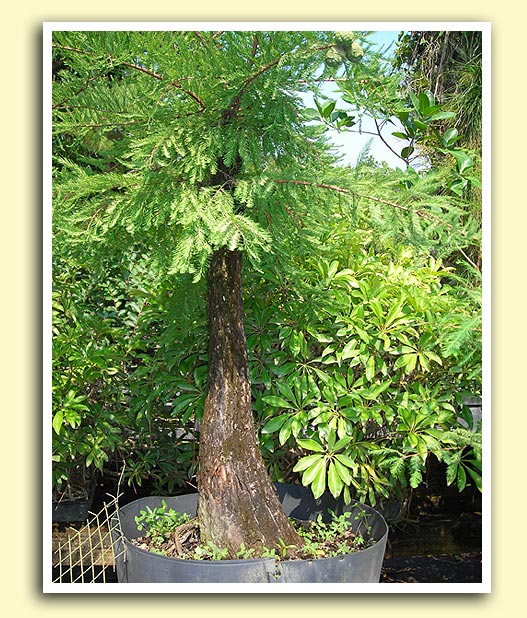 bald cypress